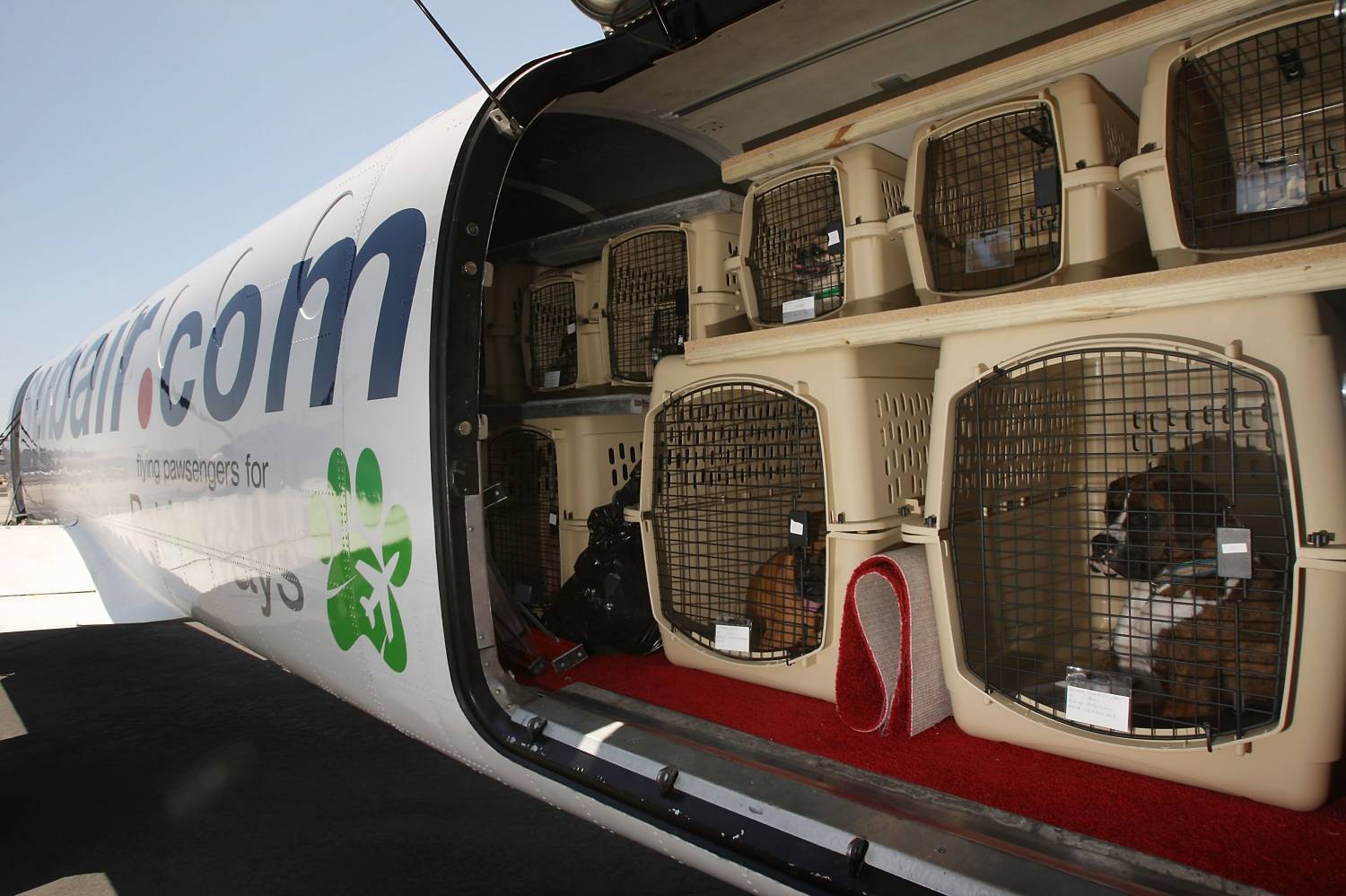 Перевозка животных в самолете - Пегас Туристик